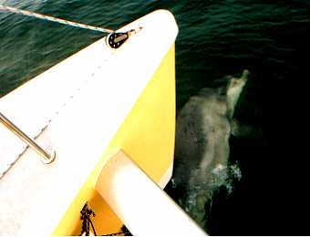 Dolphin rubbing against the bows of Eclipse